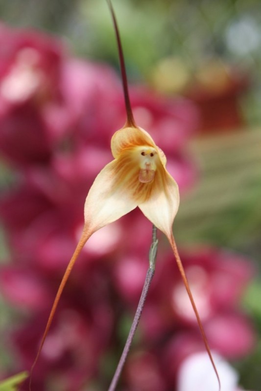 Орхидея-мартышка в японском аквариуме