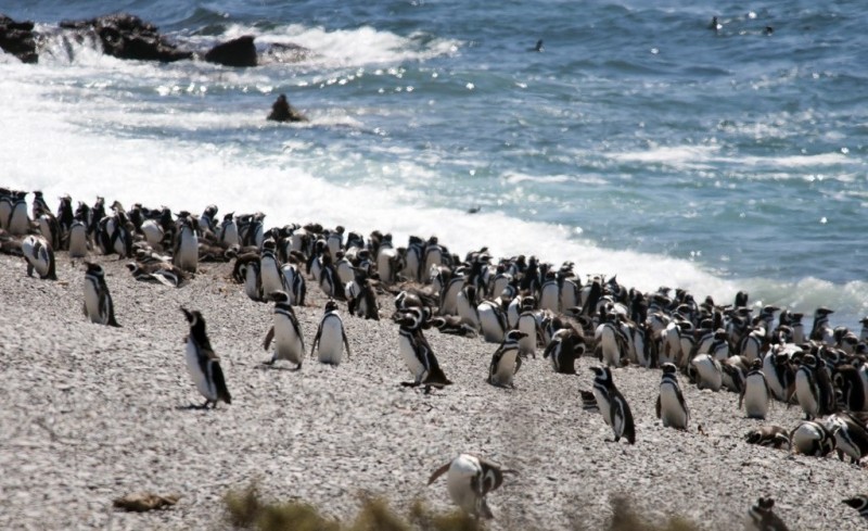 Пунта Томбо - место обитания магеллановых пингвинов