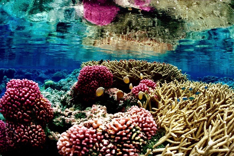 Коралловый риф 5