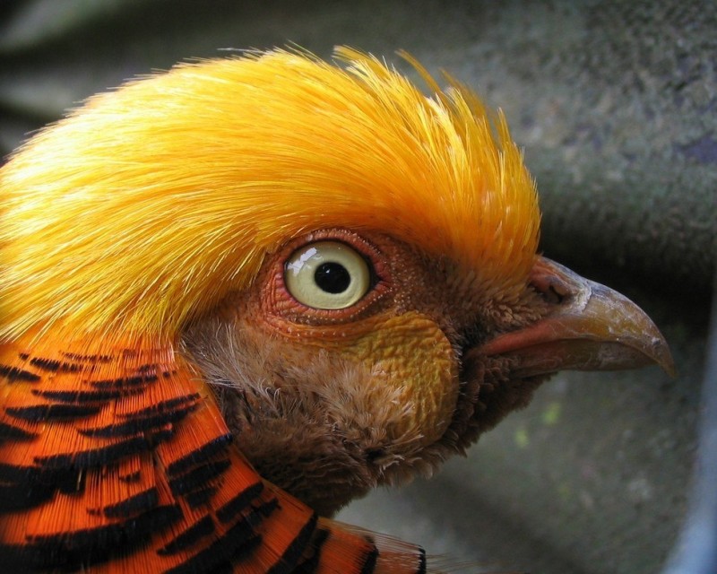 Золотой фазан: яркая и красочная птица из Китая 4