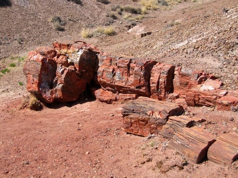 Самый большой каменный лес на планете в Аризонской пустыне (США)