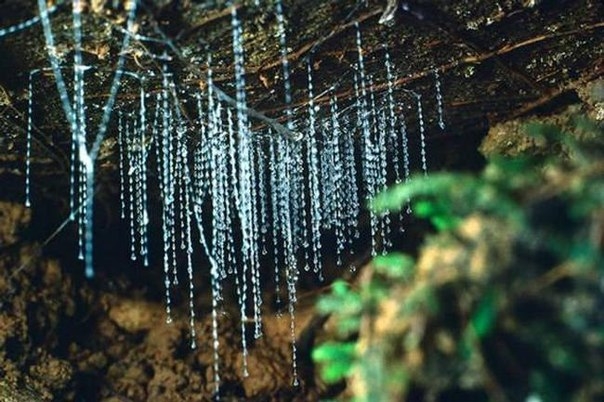 Пещеры Светлячков Вайтомо