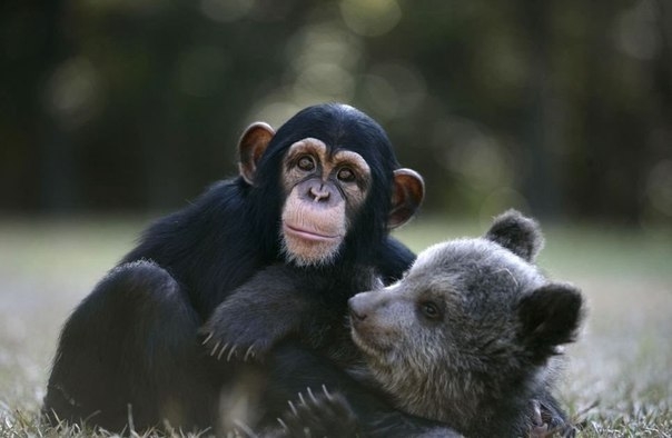 Крепкая дружба медвежонка и шимпанзе в зоопарке Myrtle Beach Safari park