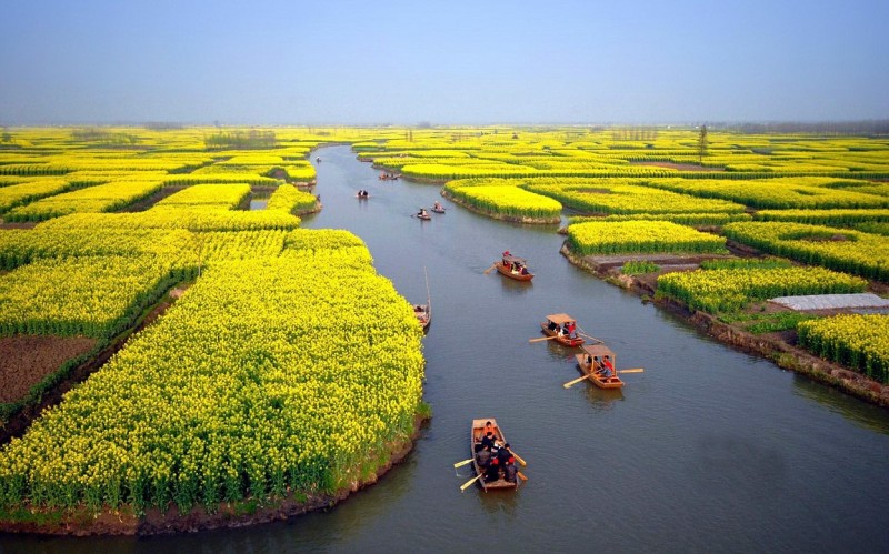 Цветущие поля около китайского города Xinghua