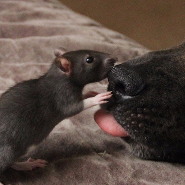 Крыса и собака — лучшие друзья