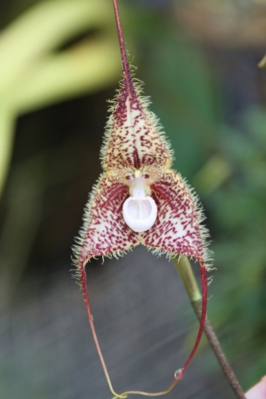 Орхидея-мартышка в японском аквариуме