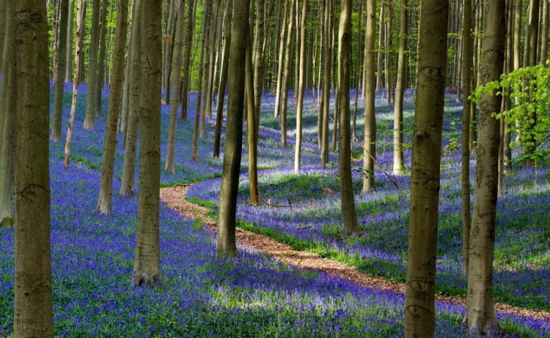 Невероятно красивый древний лес Халлербос (Hallerbos) в Бельгии