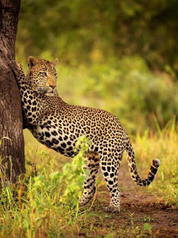 Африканские леопарды