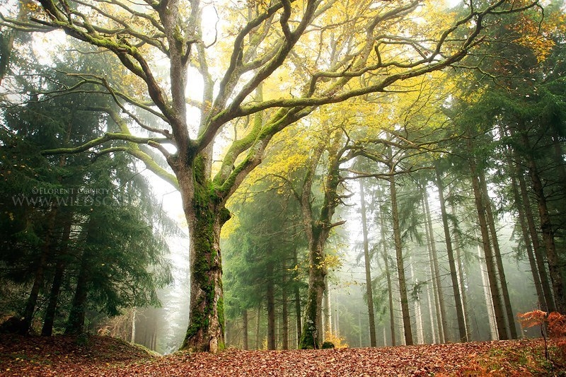 Красота дикого французского леса в фотографиях Florent Courty