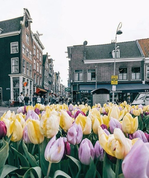 Весенний Амстердам