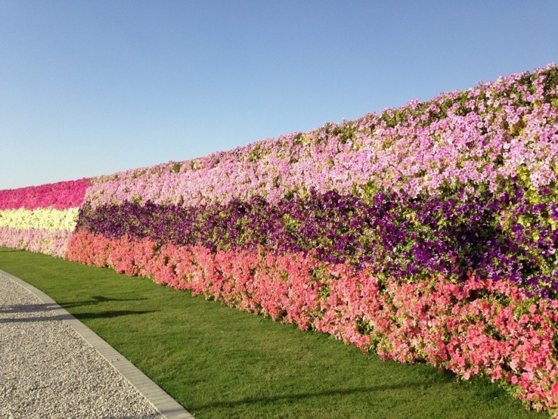 Dubai Miracle Garden: чудо-сад на песках (АОЭ)
