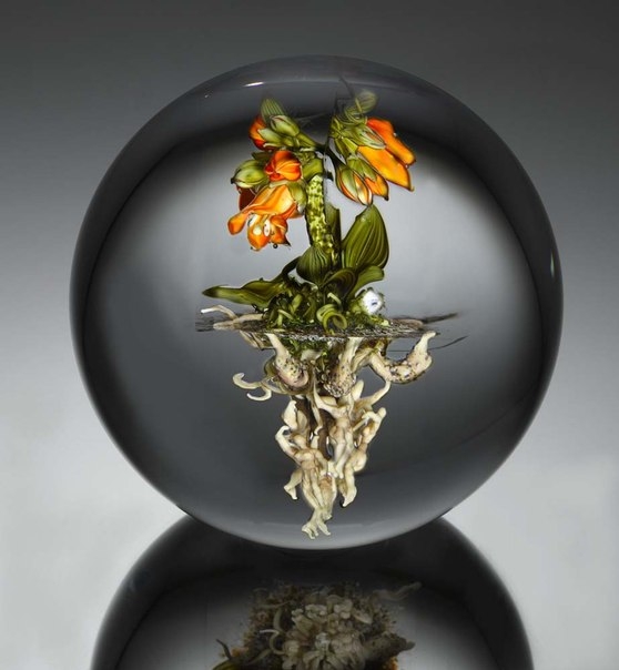 Миниатюрные сады в прозрачных стеклянных шарах