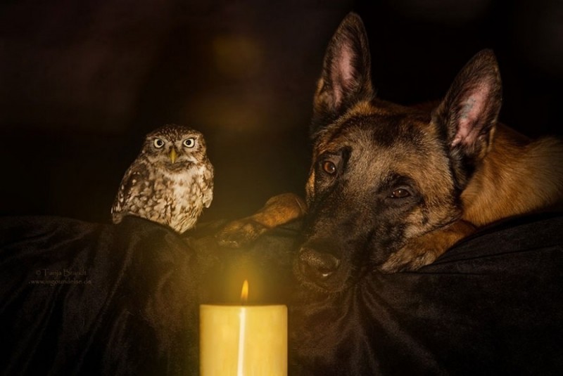 Снимки овчарки Инго и совы Польди от Тани Брандт, профессионального фотографа из Германии