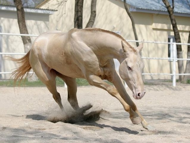 Изабелловая лошадь