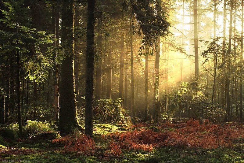 Красота дикого французского леса в фотографиях Florent Courty