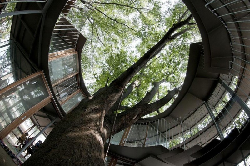 Японский детский сад, построенный вокруг дерева с легендарной историей