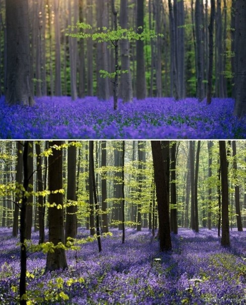 Колокольчиковый лес Hallerbos в Бельгии.