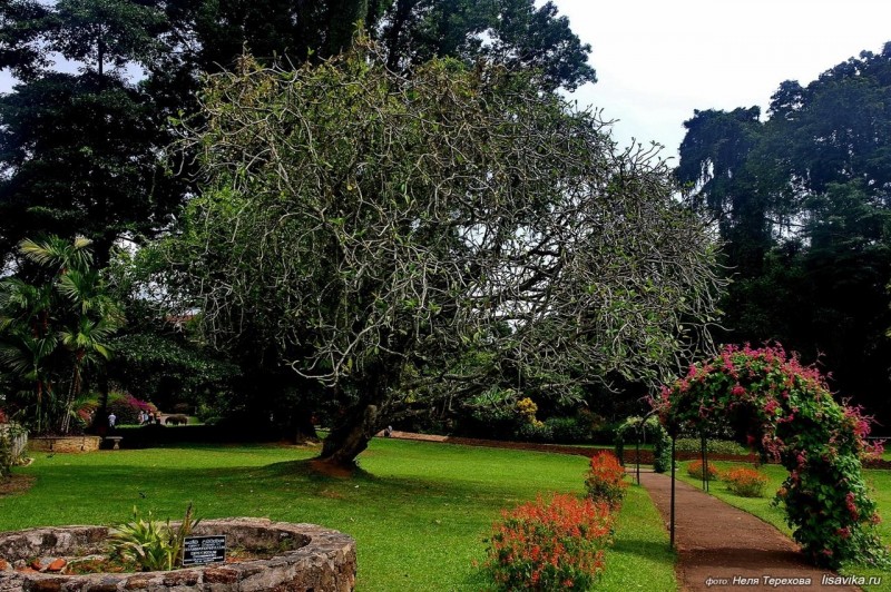 Королевский Ботанический Сад, Шри-Ланка 3