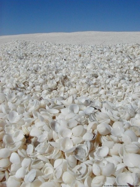 Шелл-бич - удивительный пляж, полностью усеянный ракушками, Австралия