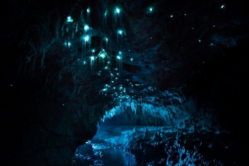 Невероятное свечение пещеры в Новой Зеландии. В чем же секрет?