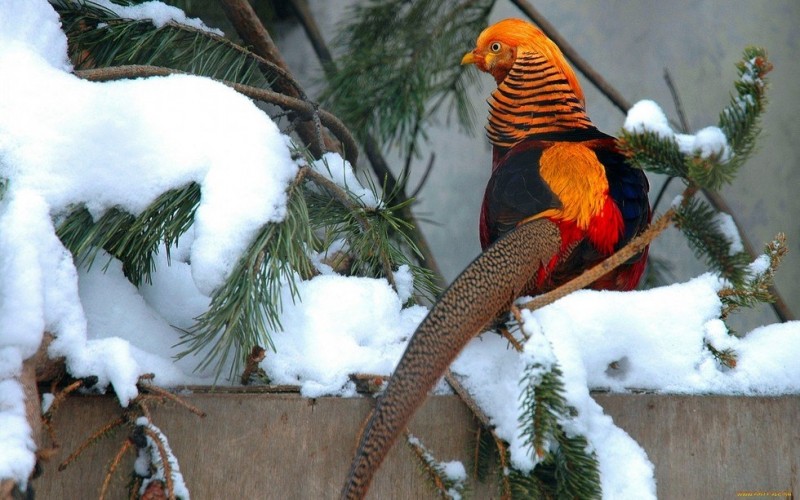 Золотой фазан: яркая и красочная птица из Китая 1