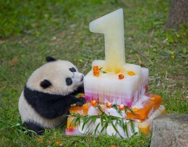 День рождения маленькой панды.