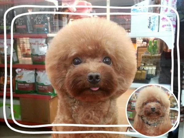 Новая мода для собак в Тайване