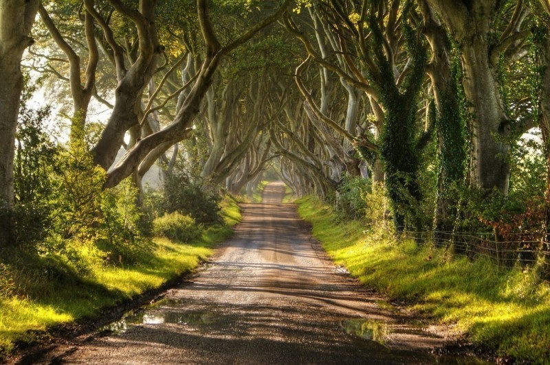 Древесный тоннель - аллея из буков в Ирландии.