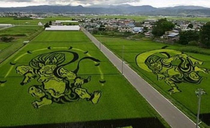 Японские фермеры рисуют на рисовых полях... гигантские картины из ростков риса.