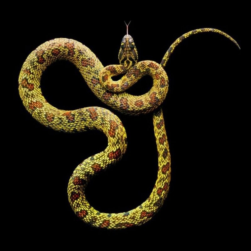 Проект Serpentine Марка Лайта Проект Serpentine Марка Лайта