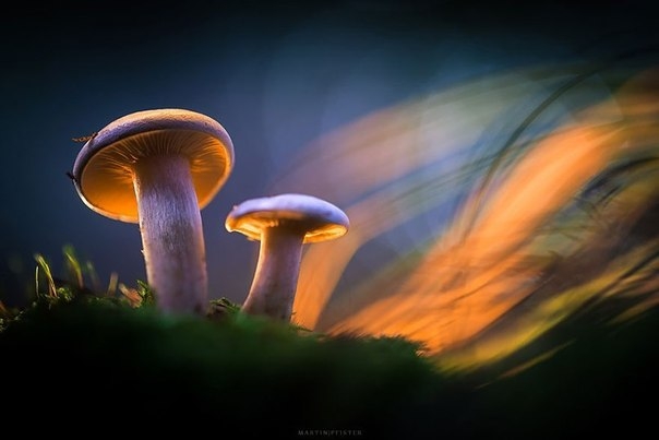 Фотографии грибов, которые погрузят вас в сказку