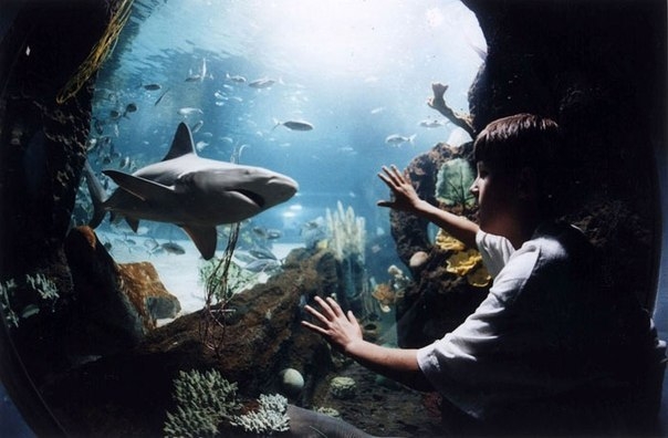 аквариум в нью йорке