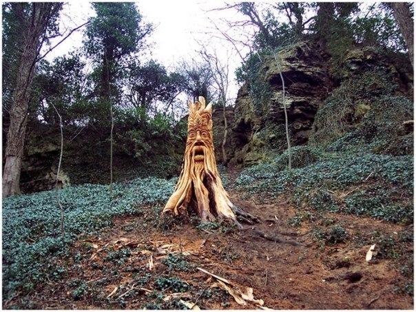«Вторая жизнь» вырубленных деревьев