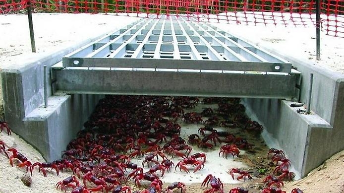 Миграция крабов на острове Рождества Миграция крабов на острове Рождества