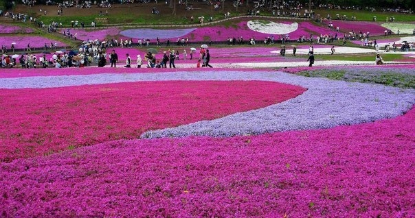 Флоксы Hitsujiyama Park, Chichibu, Япония