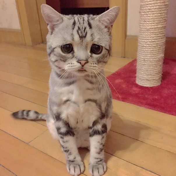 Luhu - самая грустная кошка интернета. Просто что-то приуныла.