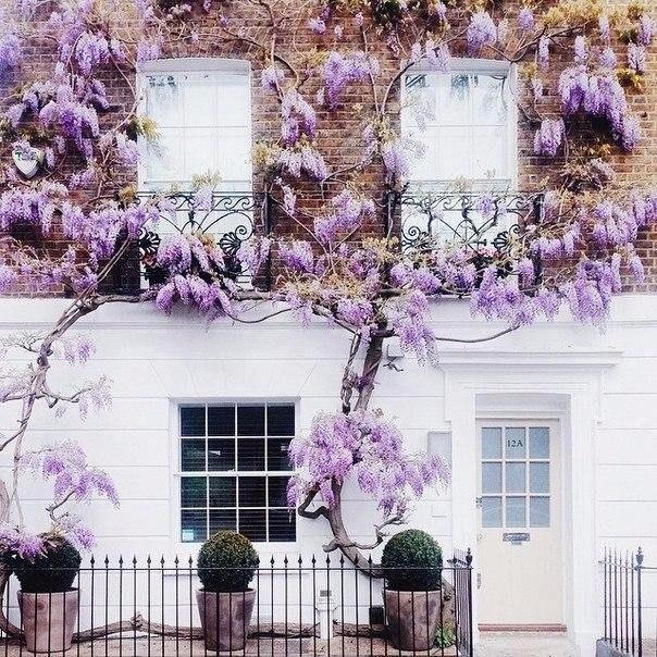 Потрясающий цветущий Лондон