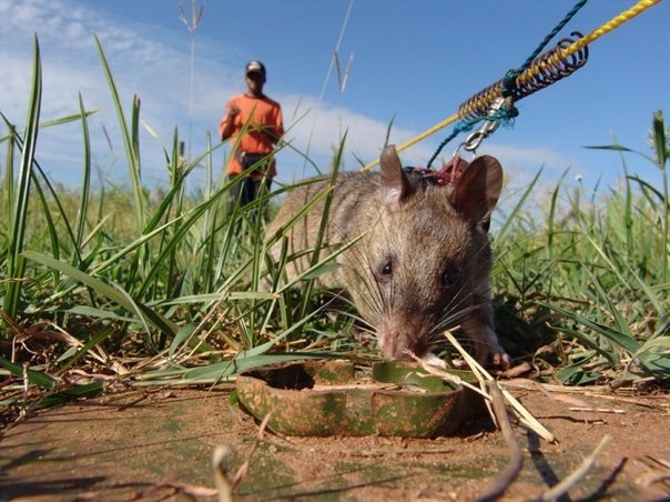 Крысы-сапёры в Африке