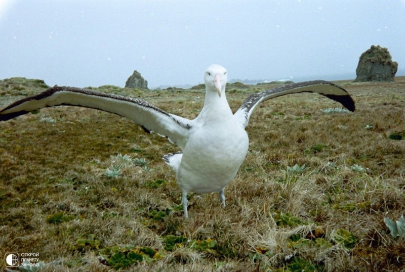 Остров Маккуори