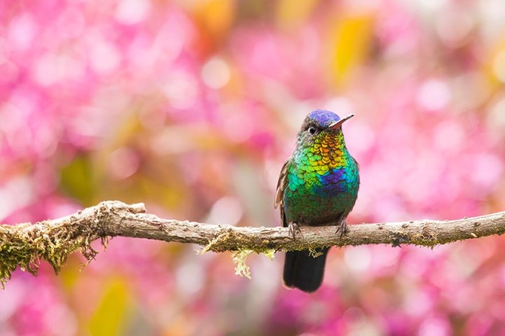 Самые красивые колибри