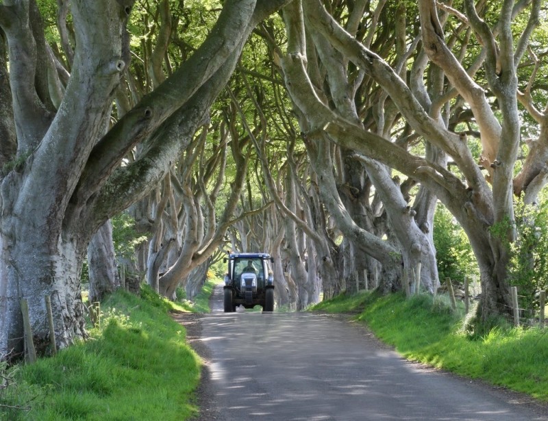 Древесный тоннель - аллея из буков в Ирландии.