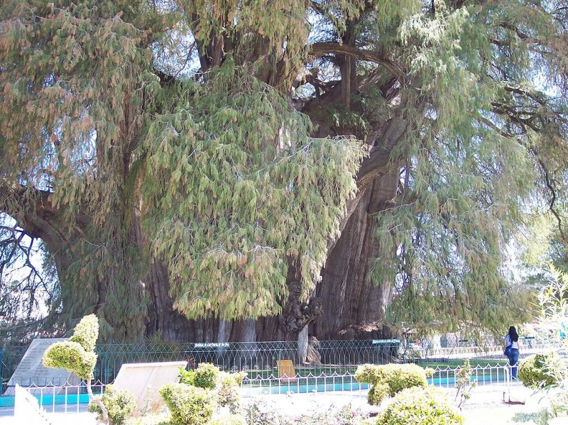 Вечнозеленое дерево Туле