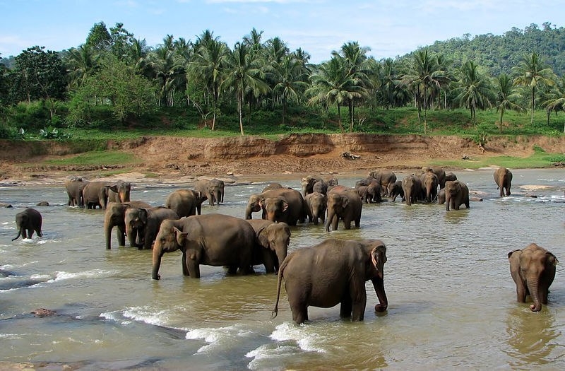 Слоновий питомник в Пиннавела, Шри-Ланка