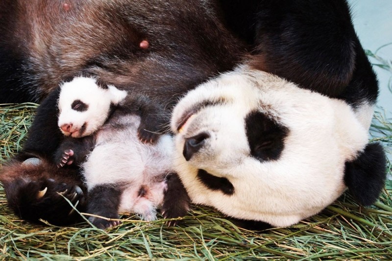 В зоопарке в Тайбэе появился новый житель — маленькая панда.