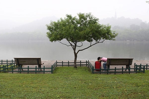 Жизнь дерева возле озера Сиху.