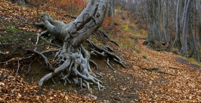 Озеро Хуко. Кавказский заповедник.