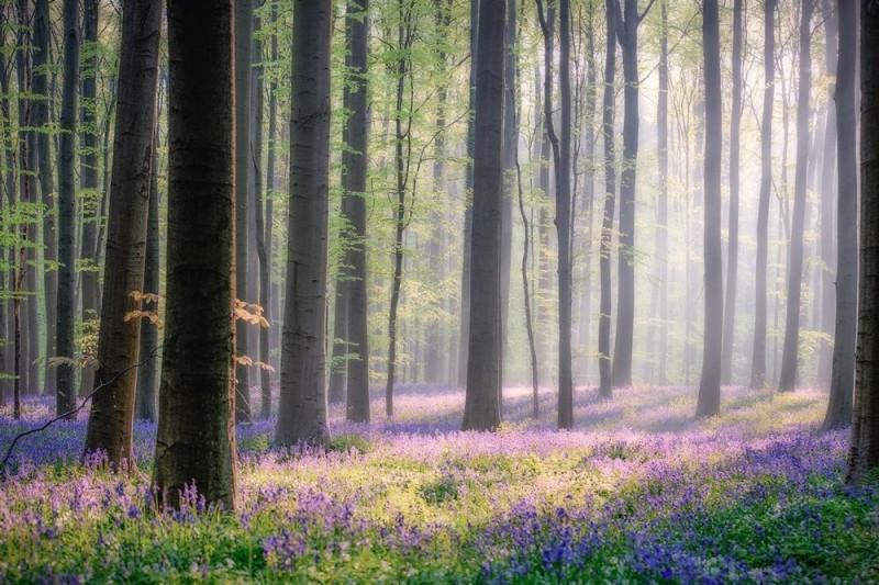 Невероятно красивый древний лес Халлербос (Hallerbos) в Бельгии