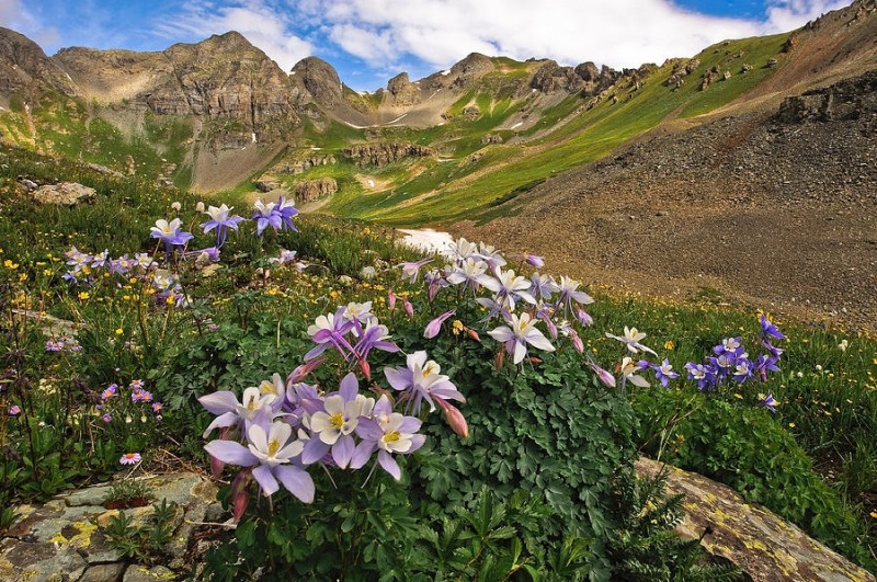 Колорадо Колумбайн - один из красивейших цветков на планете