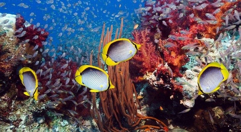 Коралловый риф 3