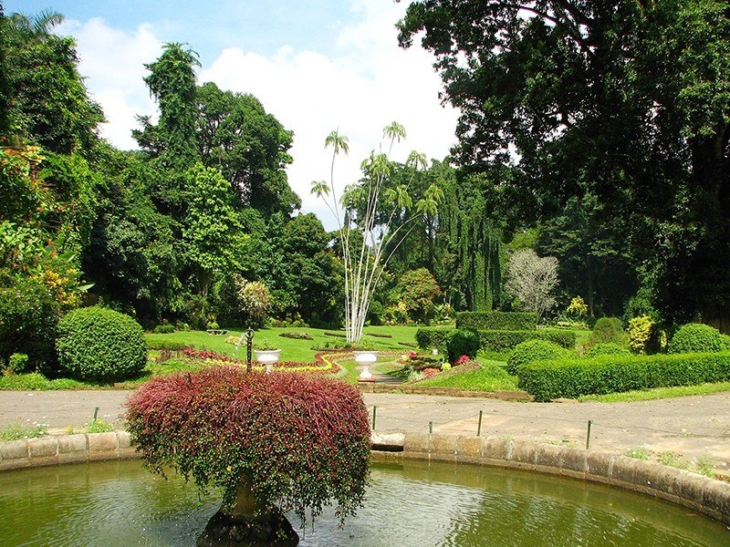 Королевский Ботанический Сад, Шри-Ланка 5